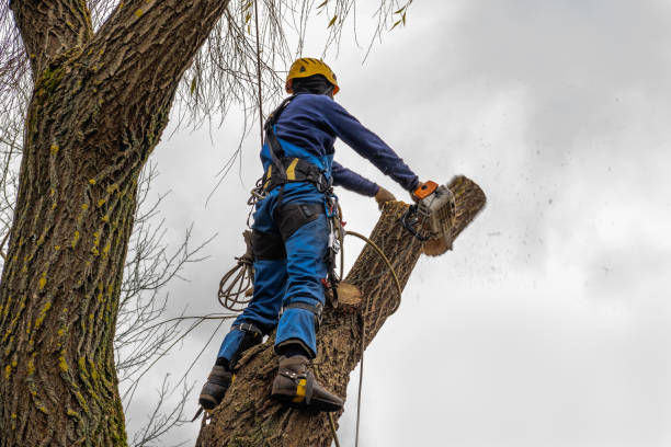 Best Best Tree Removal Services  in Skidway Lake, MI